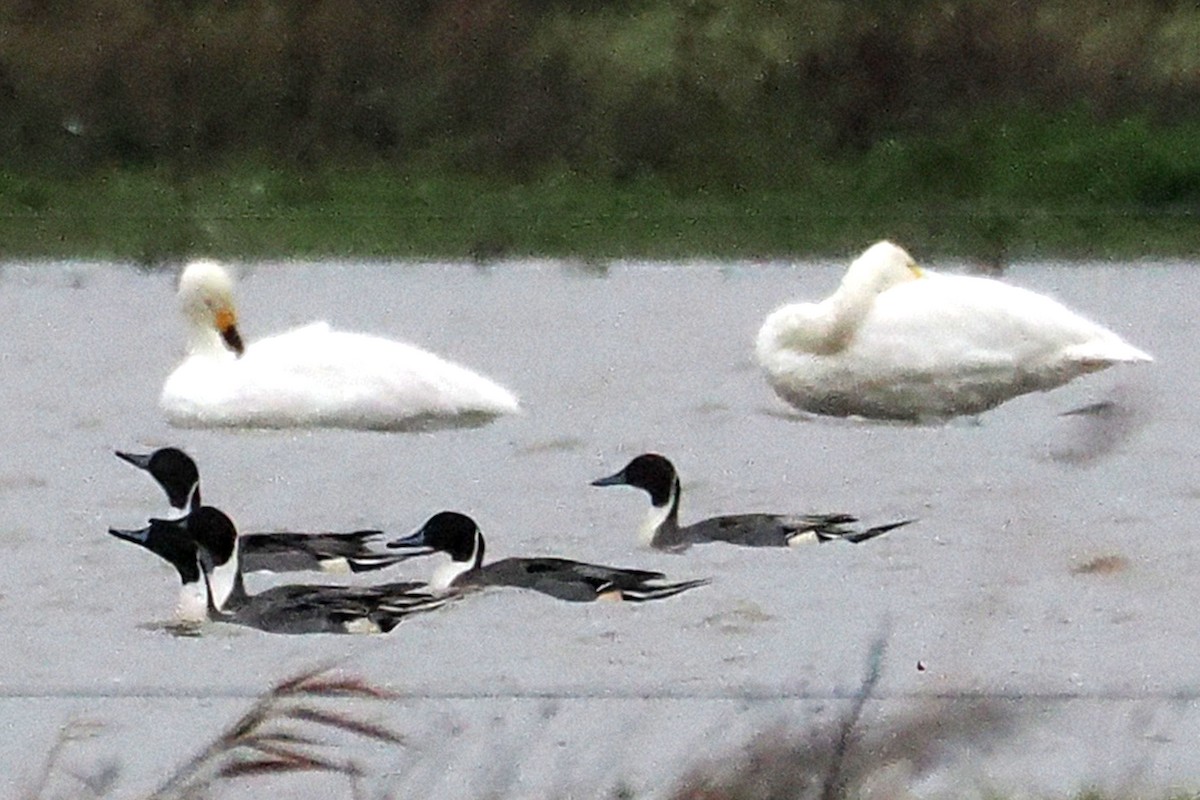 Kılkuyruk - ML646687420