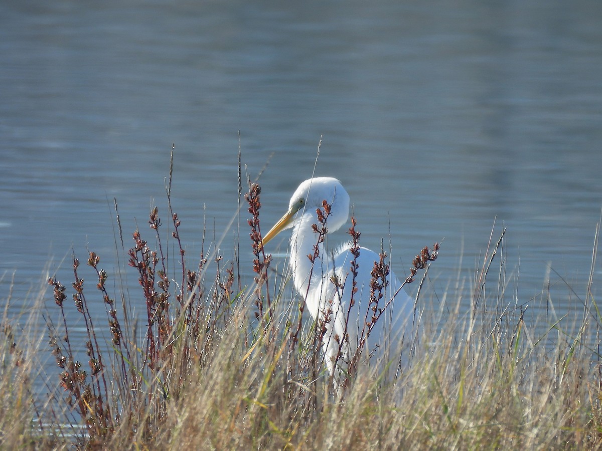 Büyük Ak Balıkçıl - ML646687422