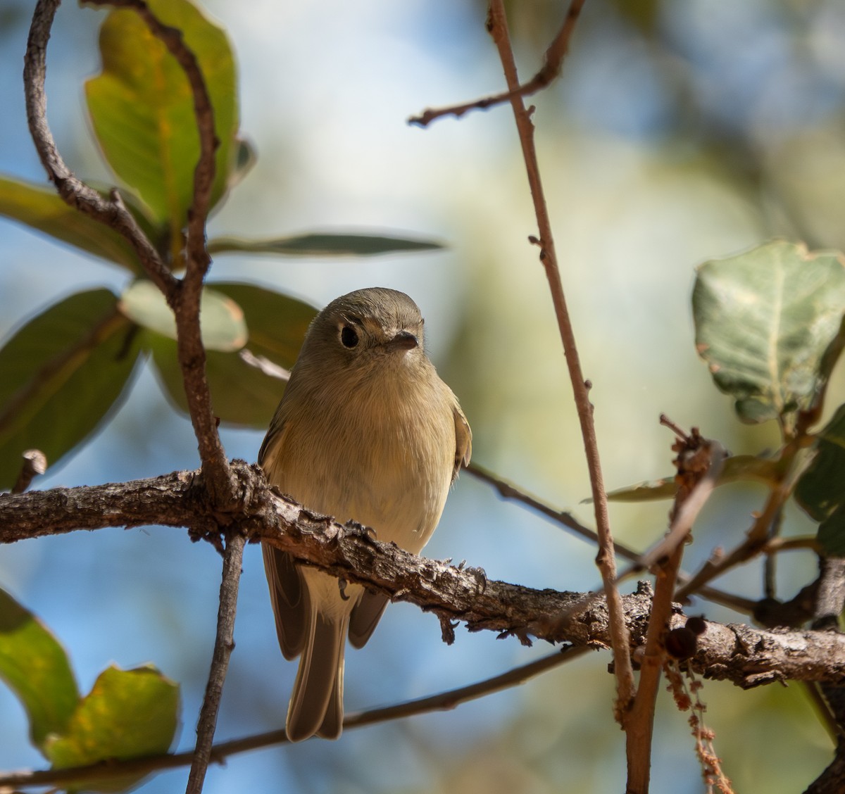 Gözlüklü Çalıkuşu - ML646687423