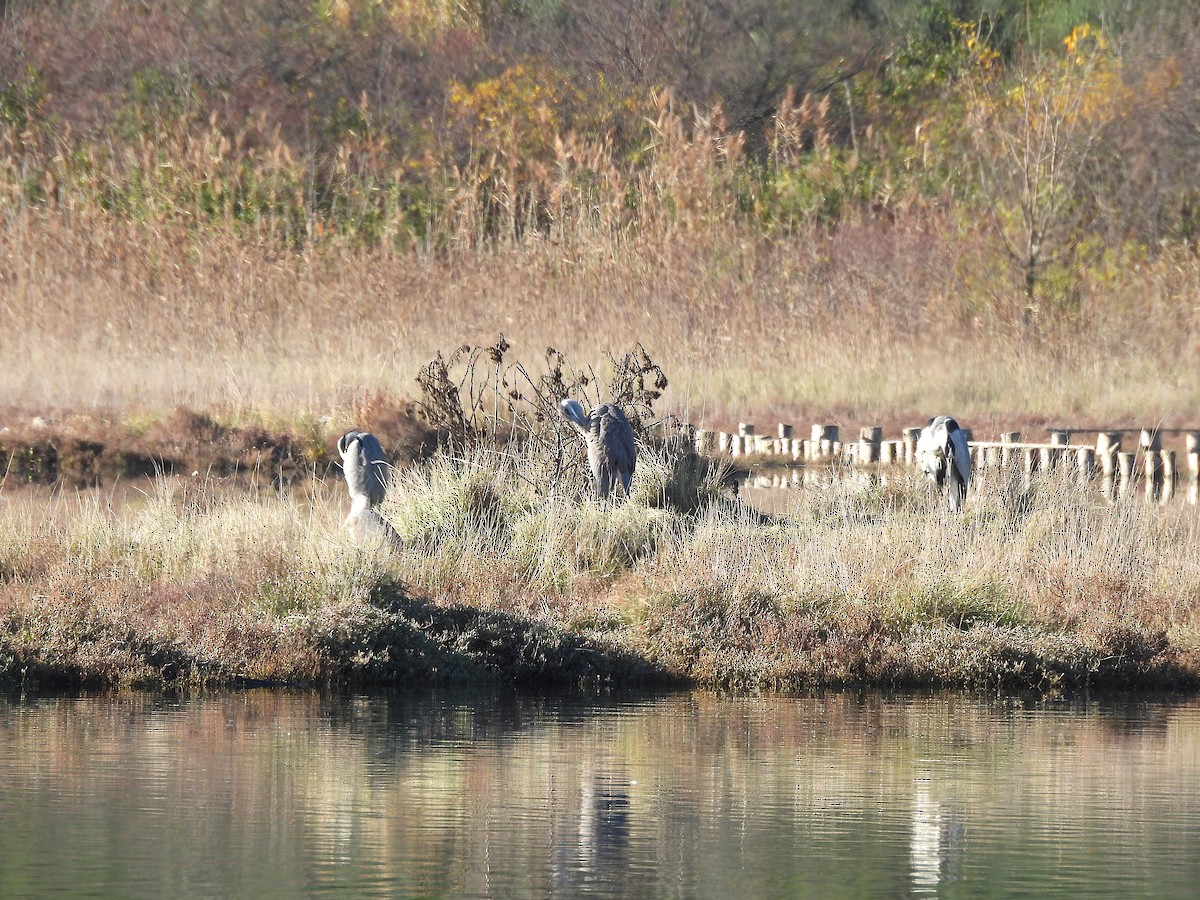 Gri Balıkçıl - ML646687424