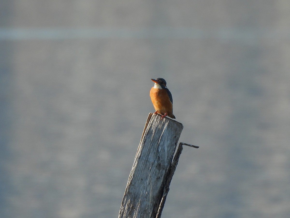 Common Kingfisher - ML646687427
