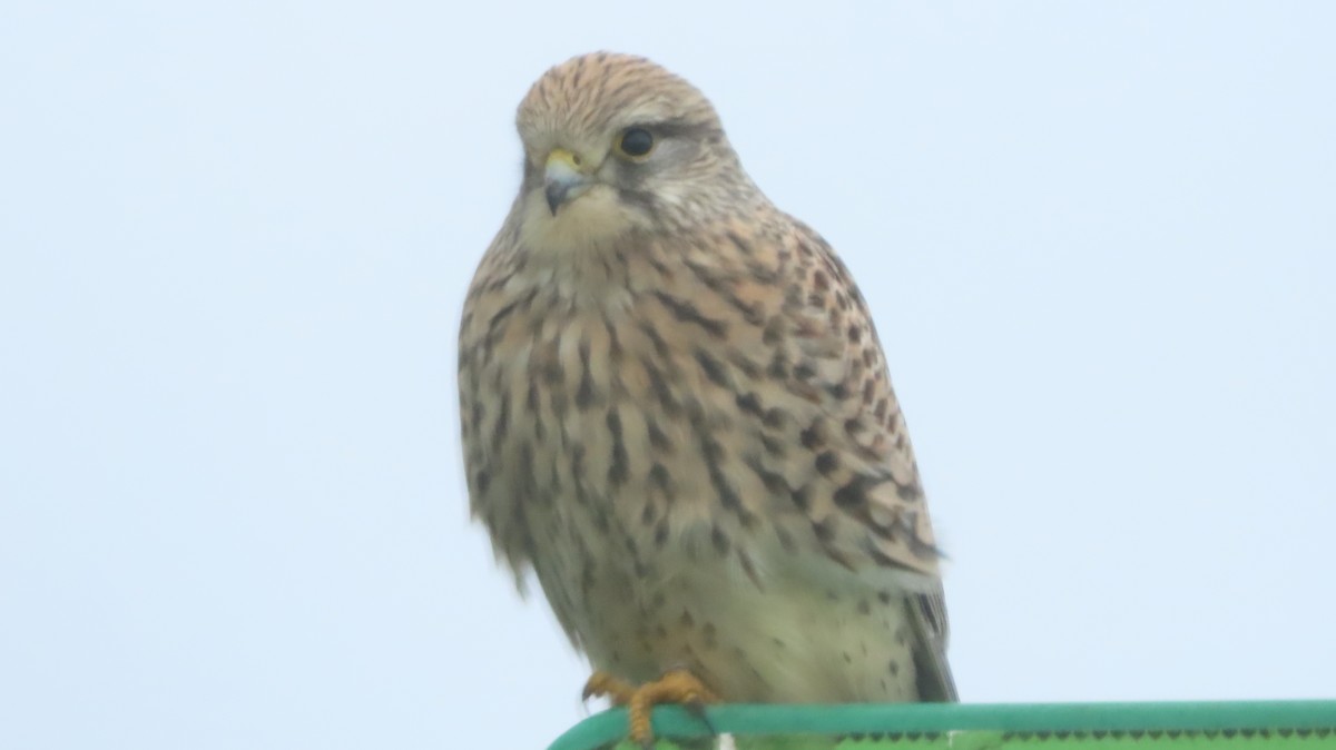 Turmfalke - ML646687428