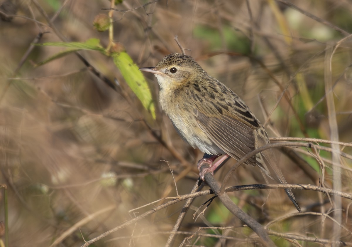 Locustelle tachetée - ML646687429