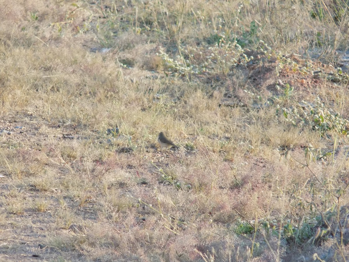 Cannaiola di Jerdon - ML646687430