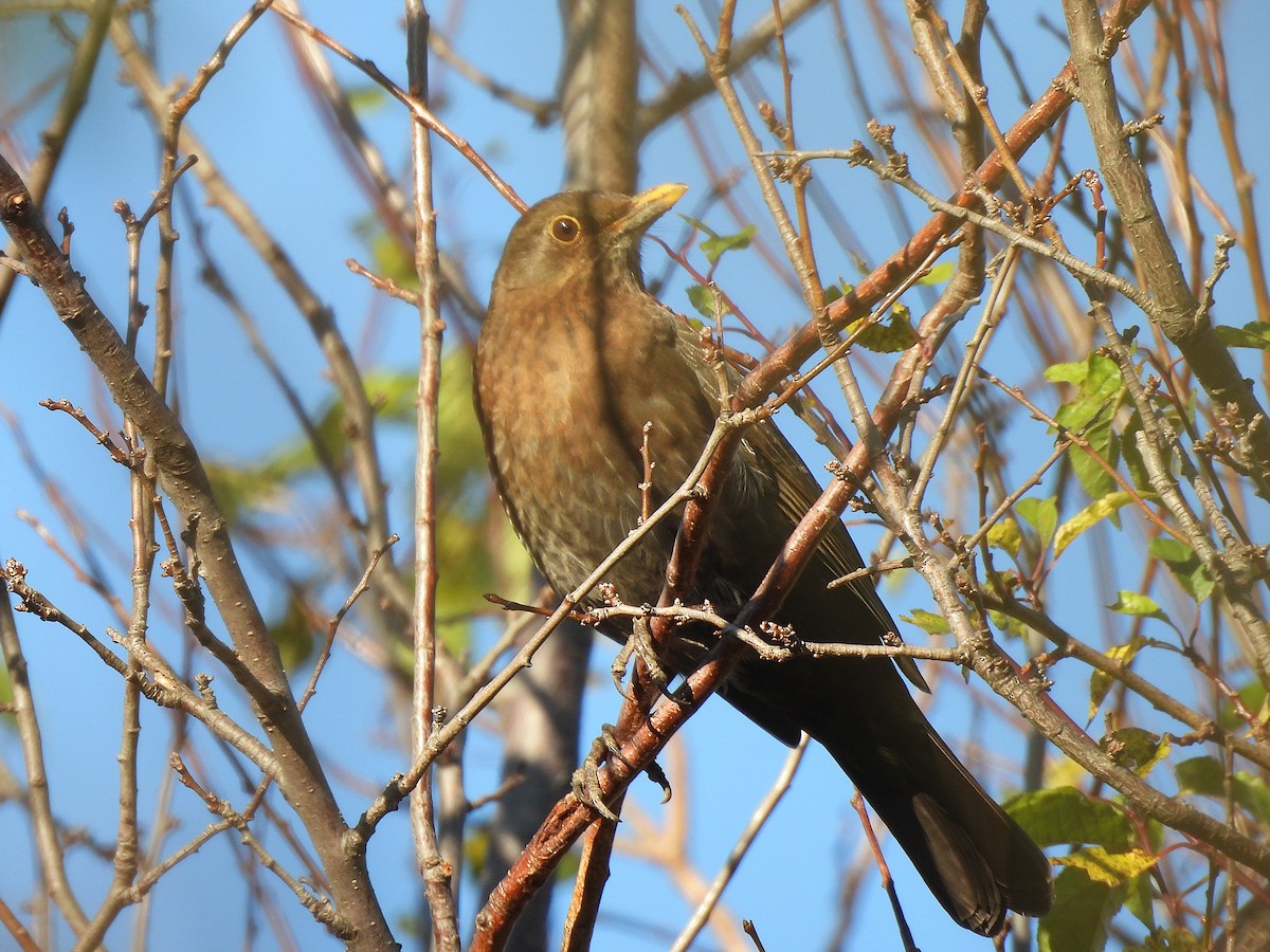 Eurasian Blackbird - ML646687431
