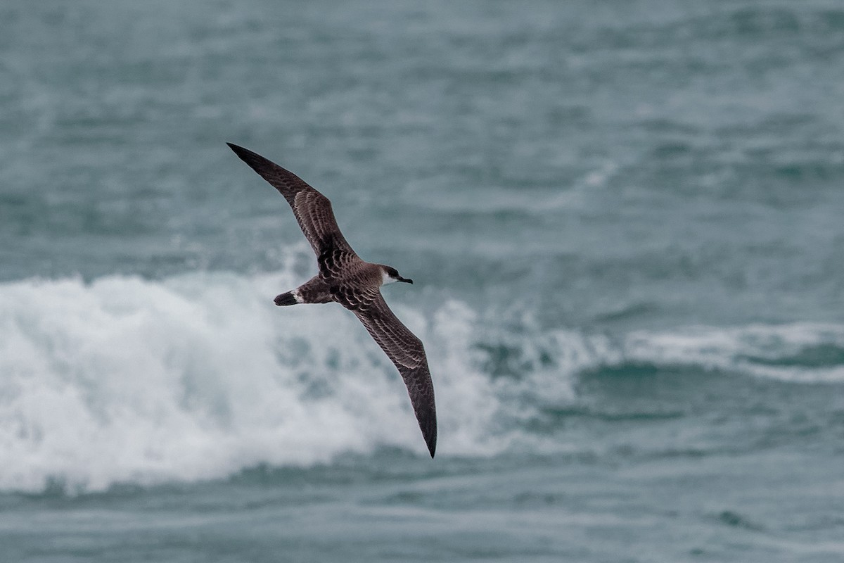 Буревісник великий - ML646687433