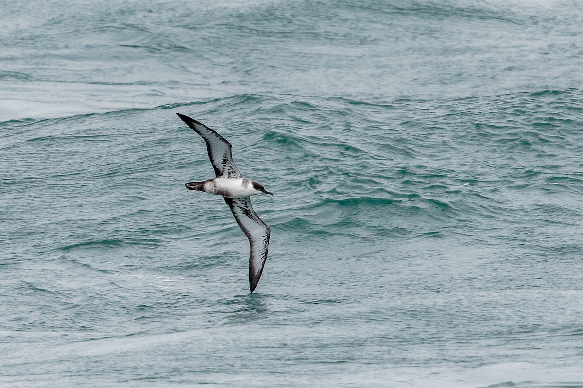 Буревісник великий - ML646687434