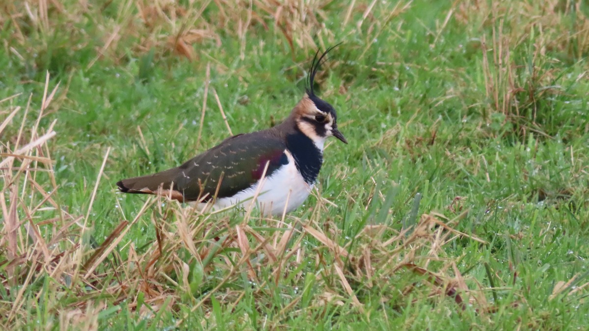 Kiebitz - ML646687435