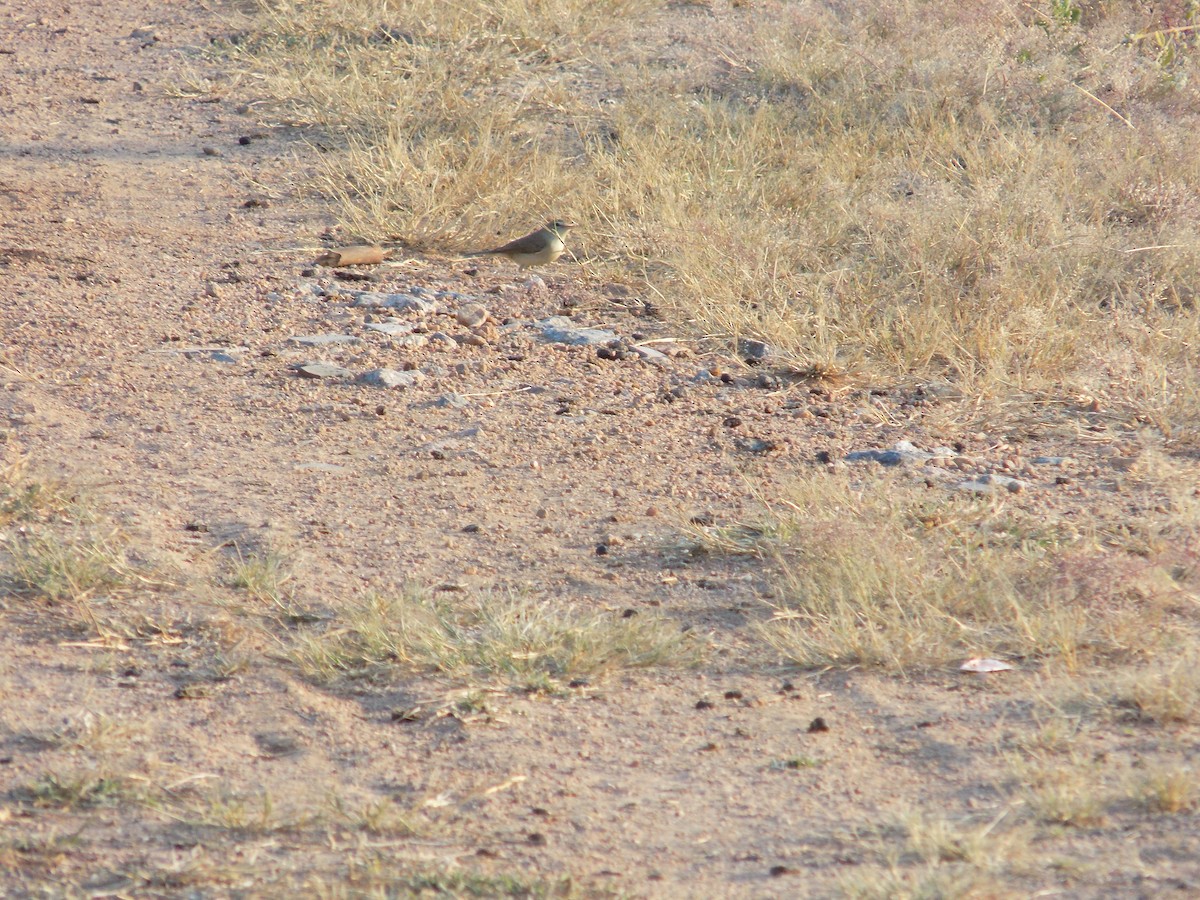 Cannaiola di Jerdon - ML646687436