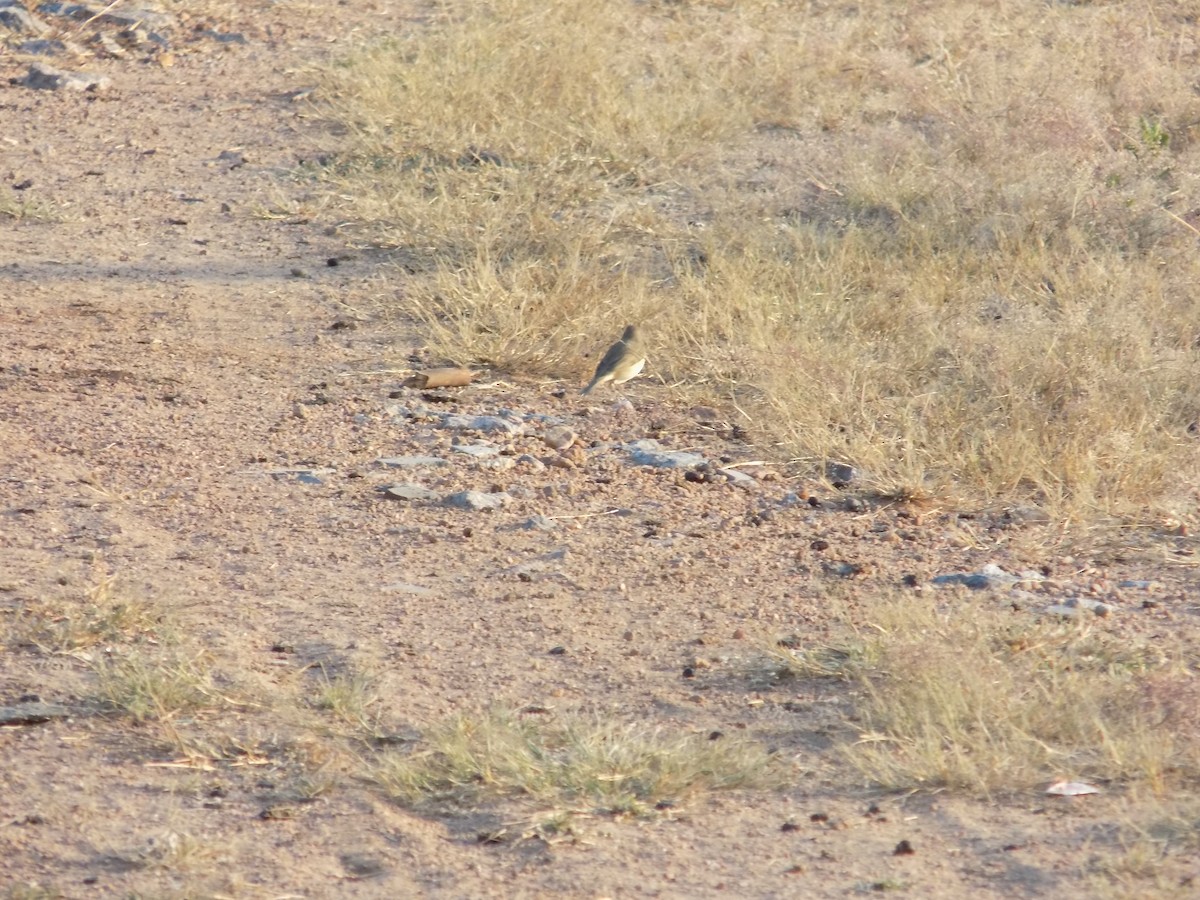 Cannaiola di Jerdon - ML646687438