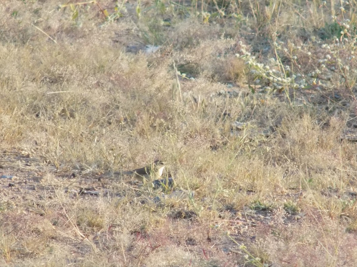 Cannaiola di Jerdon - ML646687440