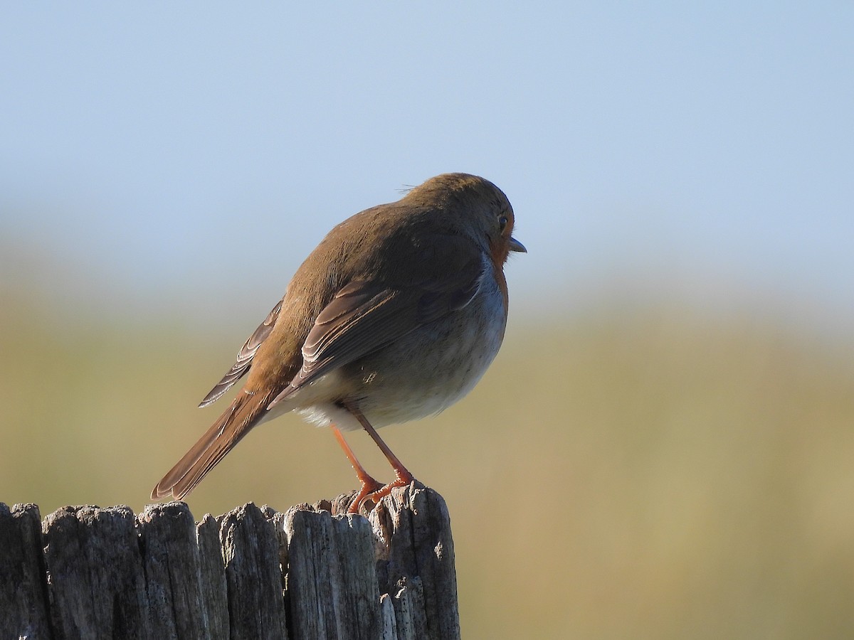 European Robin - ML646687442