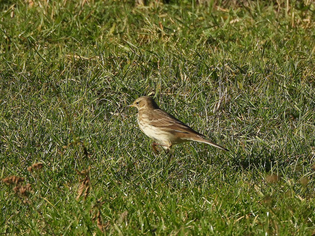Meadow Pipit - ML646687444