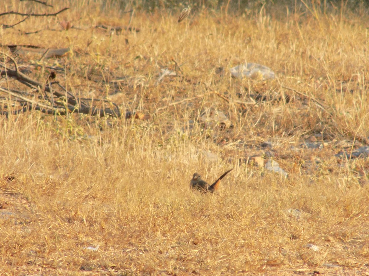 Indian Robin - ML646687453