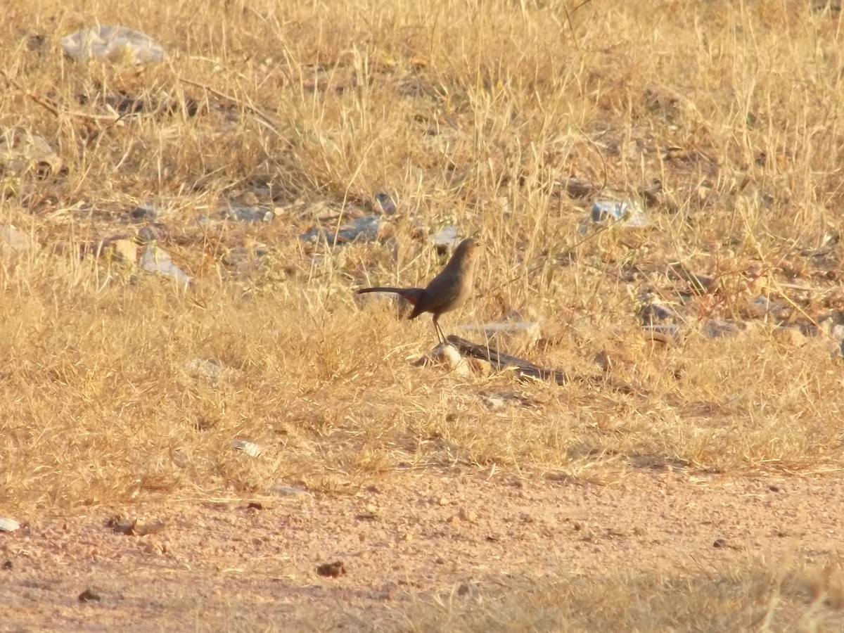 Indian Robin - ML646687455