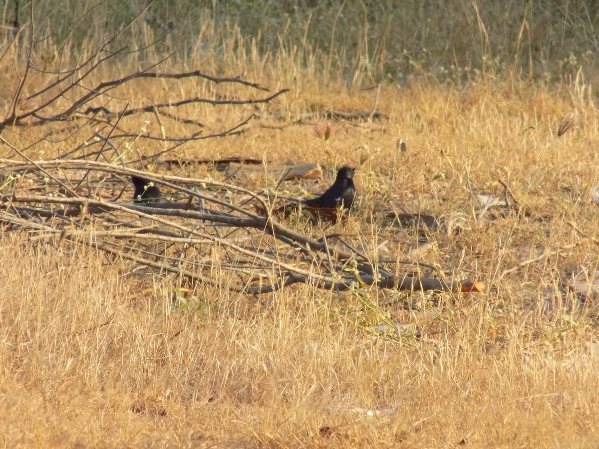 Indian Robin - ML646687456