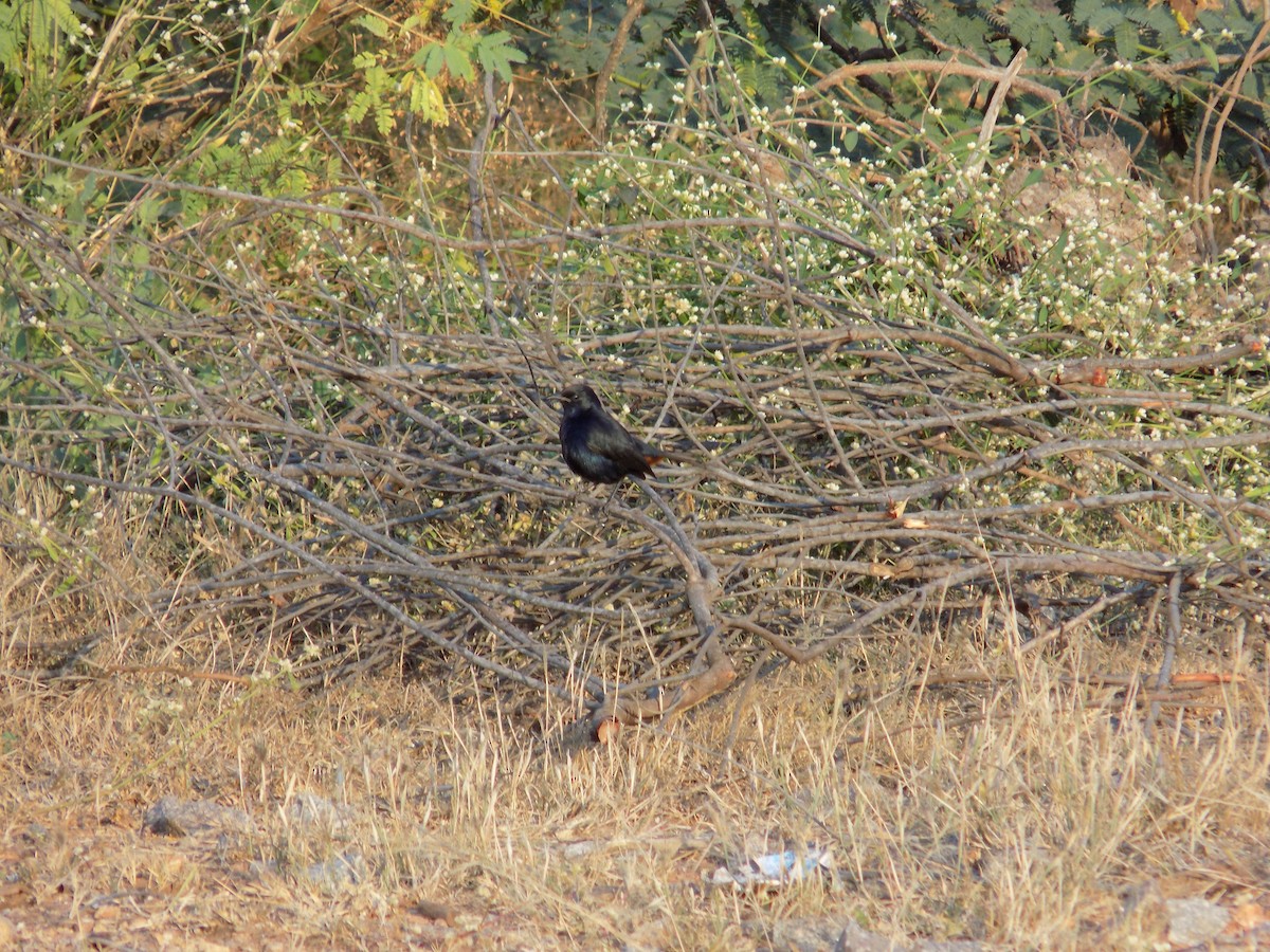 Indian Robin - ML646687459