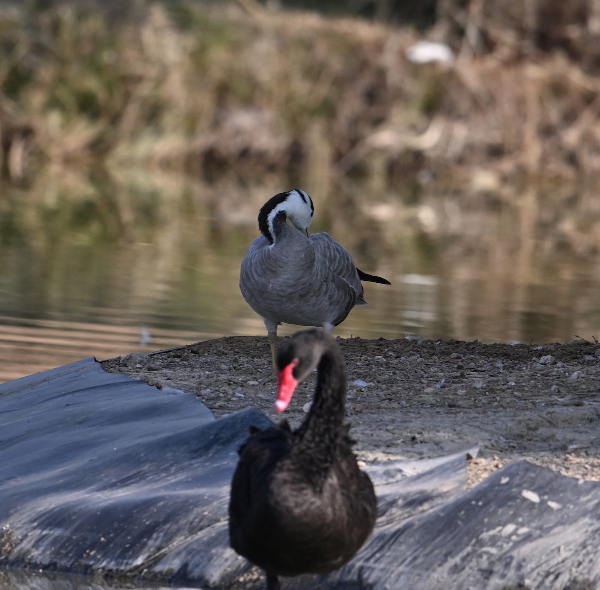 Bar-headed Goose - ML646687461
