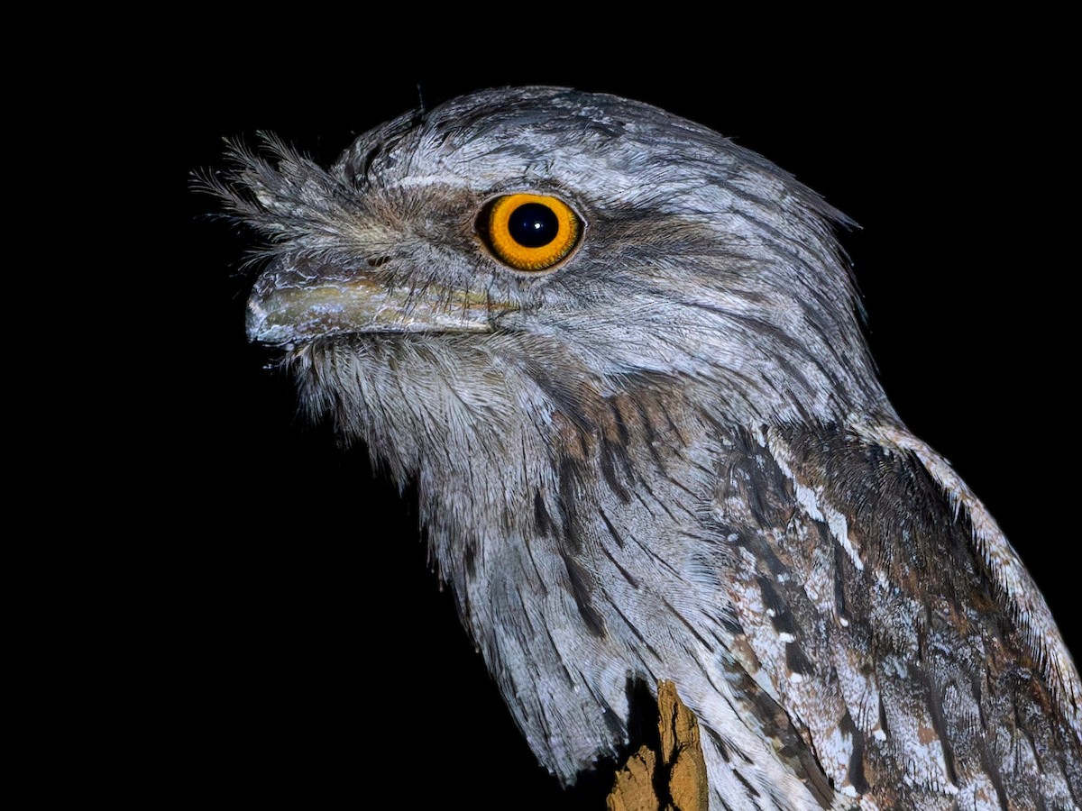 Tawny Frogmouth - ML646687468