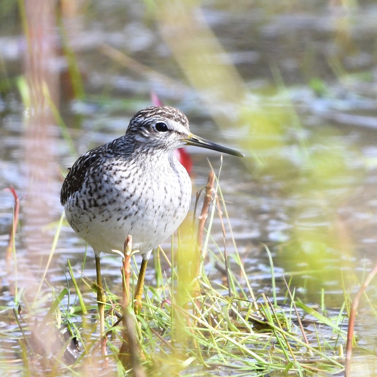 Wood Sandpiper - ML646687469