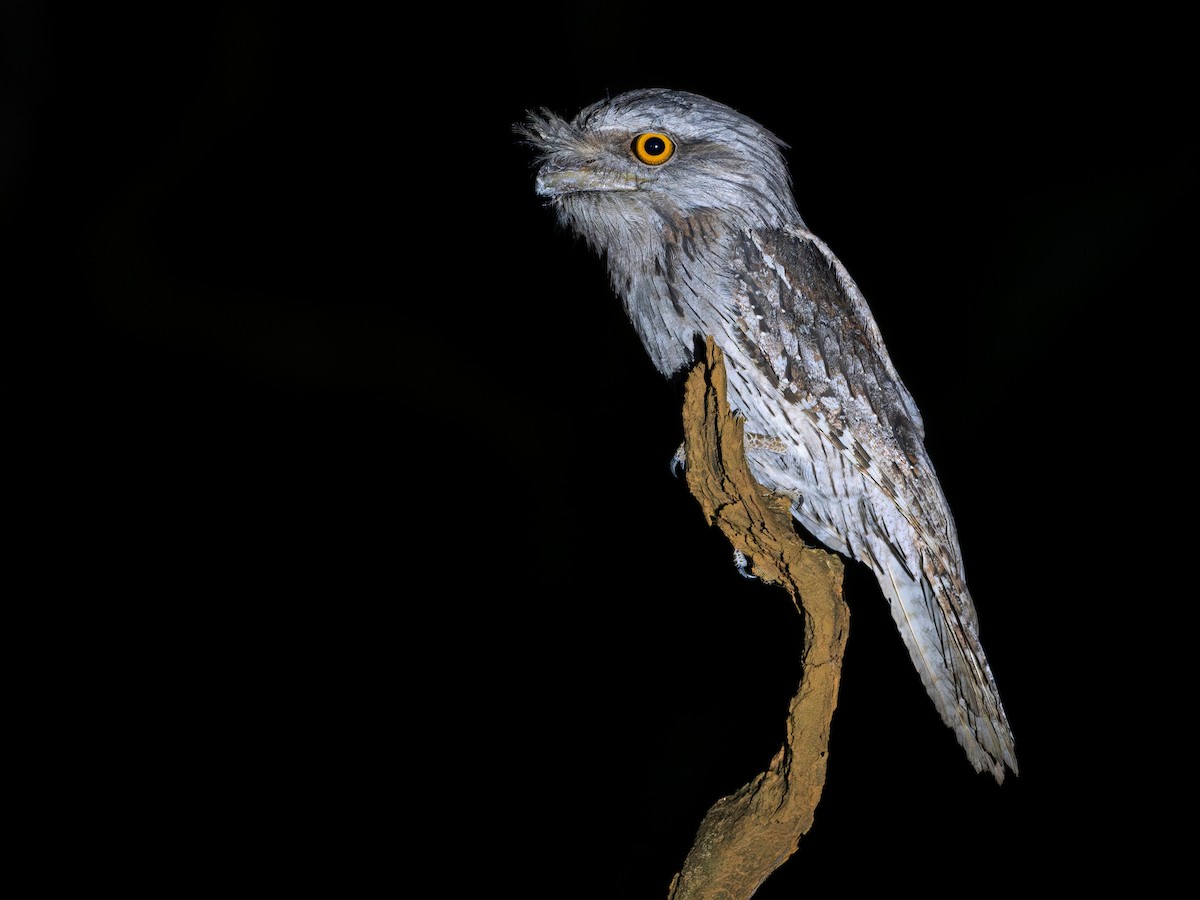 Tawny Frogmouth - ML646687472