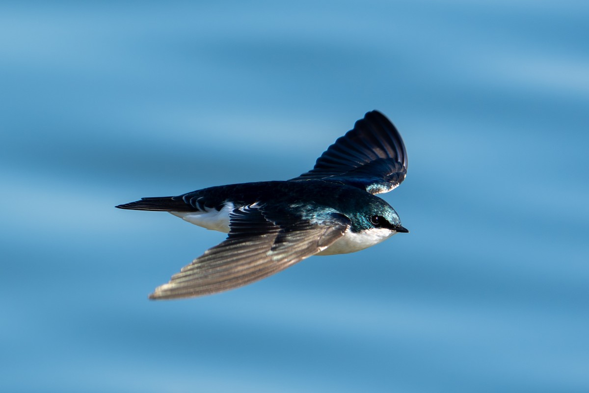 Tree Swallow - ML646687485