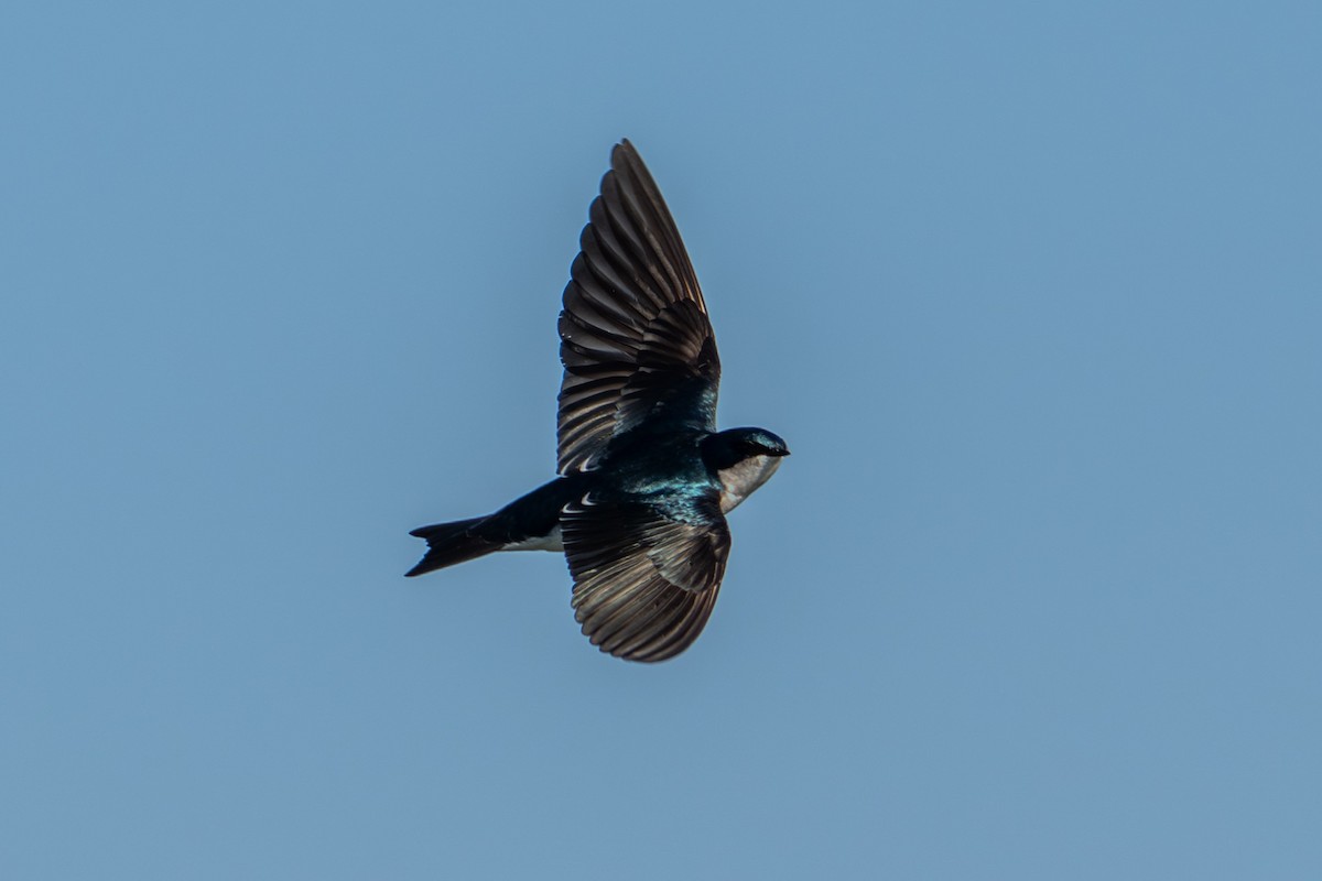 Tree Swallow - ML646687486
