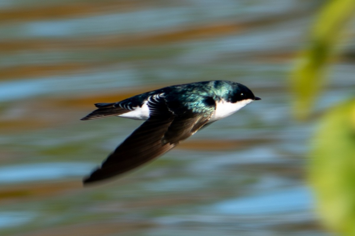 Tree Swallow - ML646687487