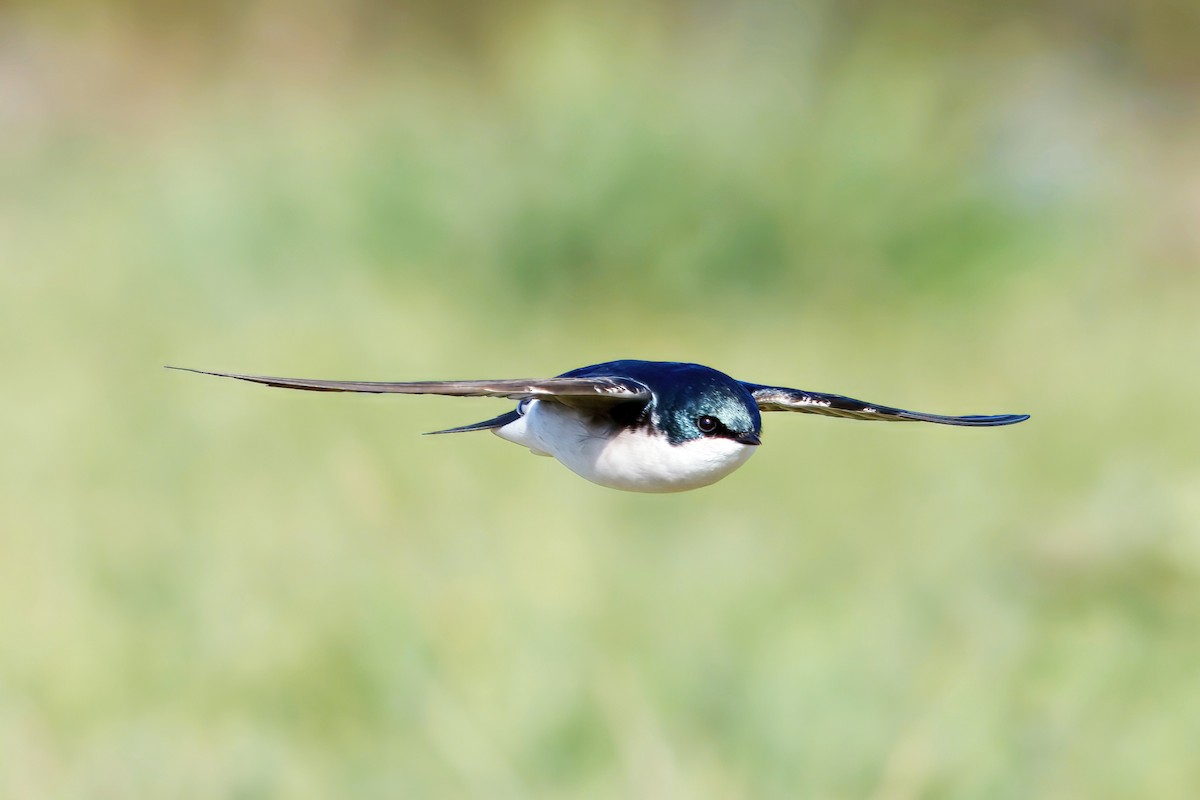 Tree Swallow - ML646687488