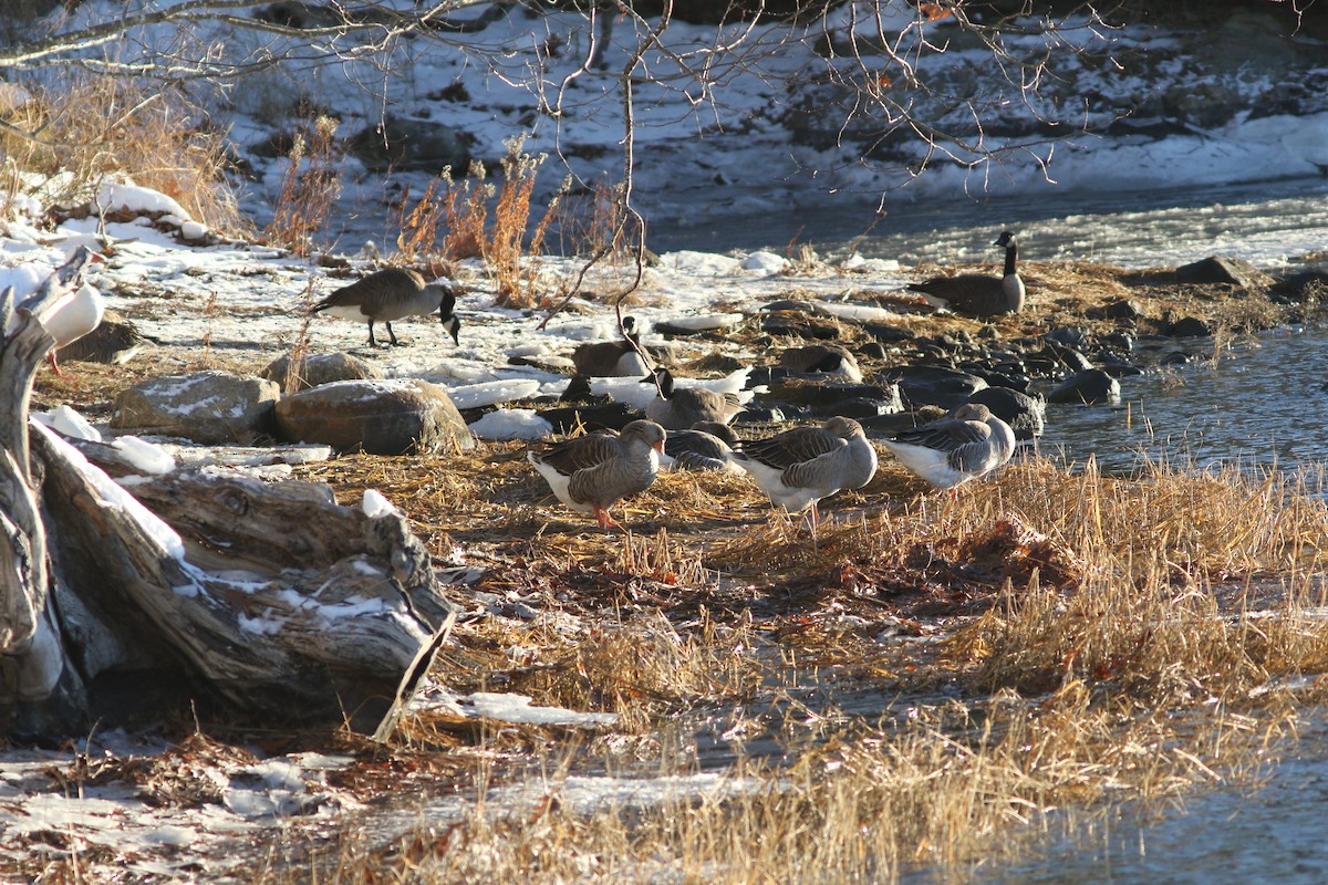 Ánsar sp. (variedad doméstica) - ML646687489