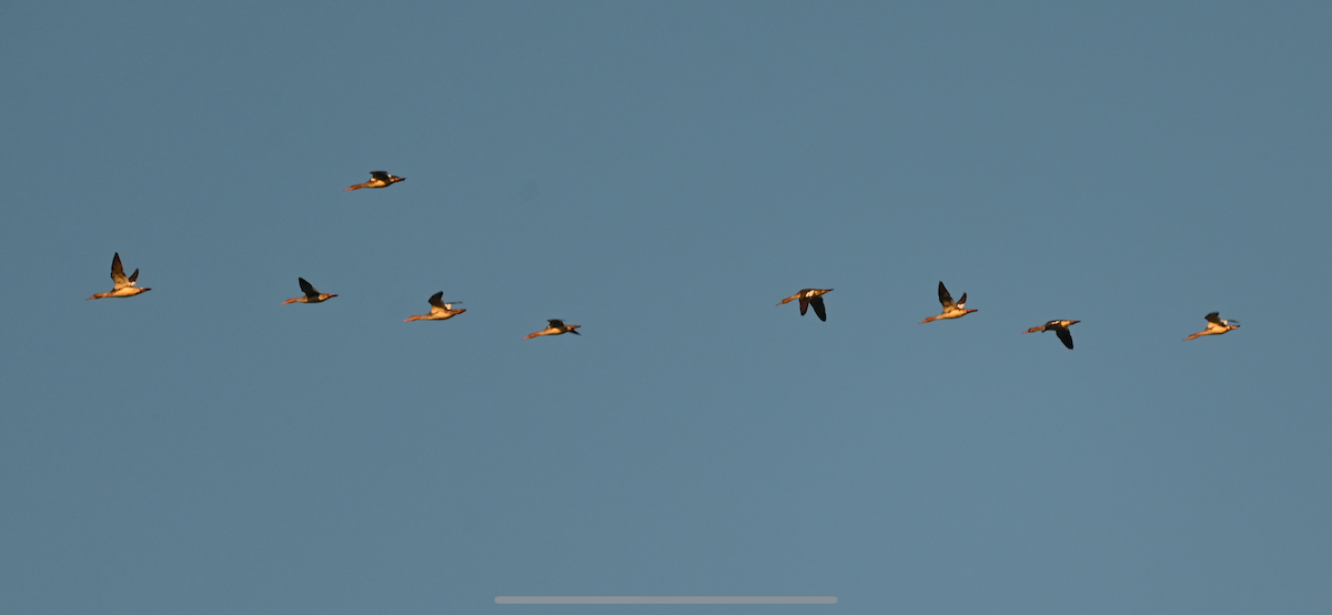 Red-breasted Merganser - ML646687490