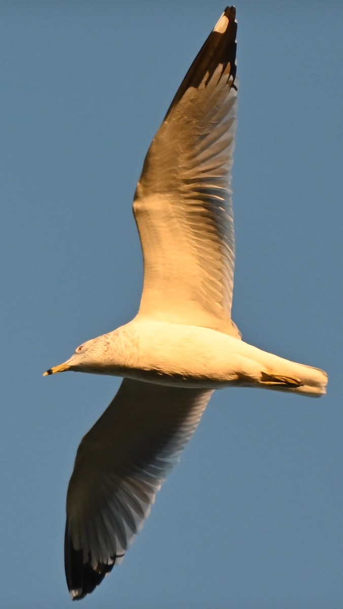 Ring-billed Gull - ML646687491