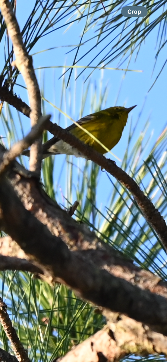 Сосновая древесница - ML646687496