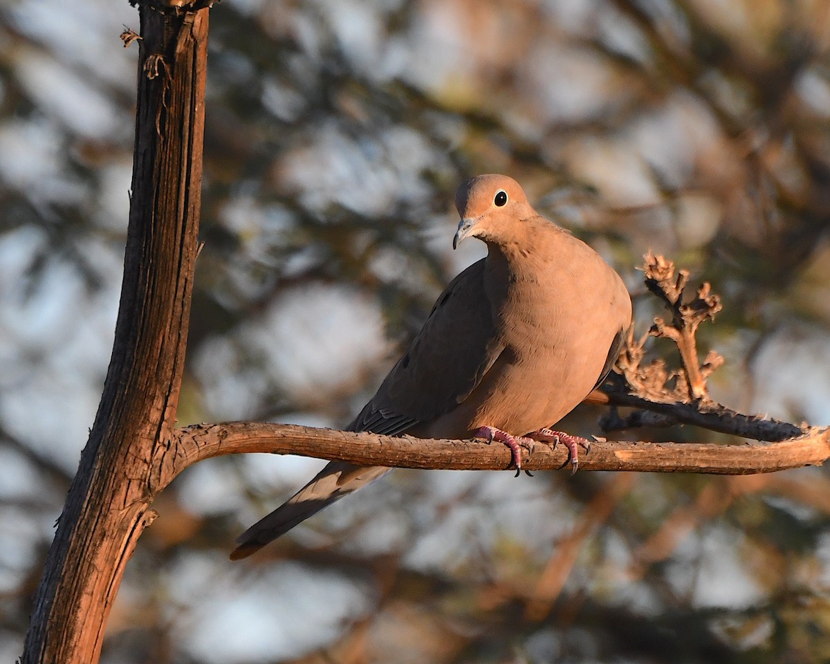 Uzun Kuyruklu Kumru - ML646687497