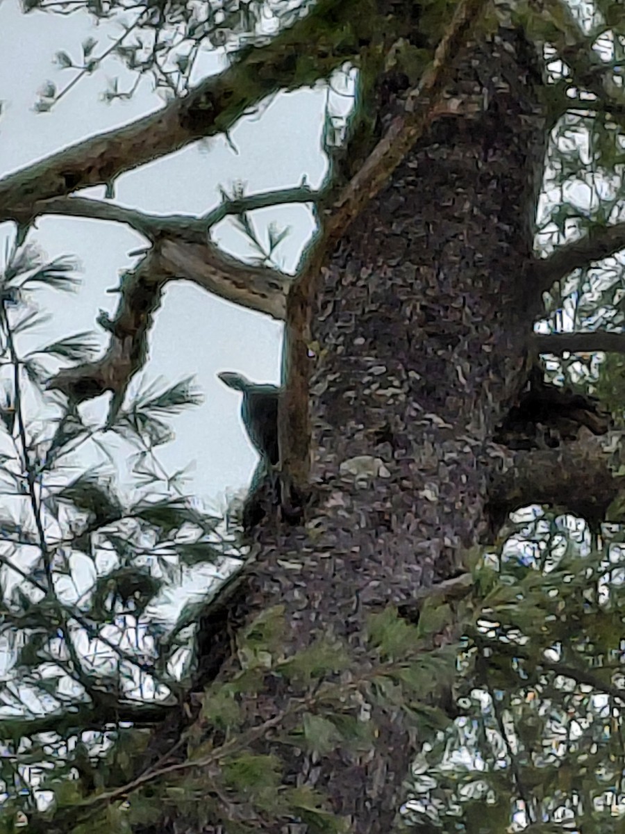 Picamaderos Norteamericano - ML646687498