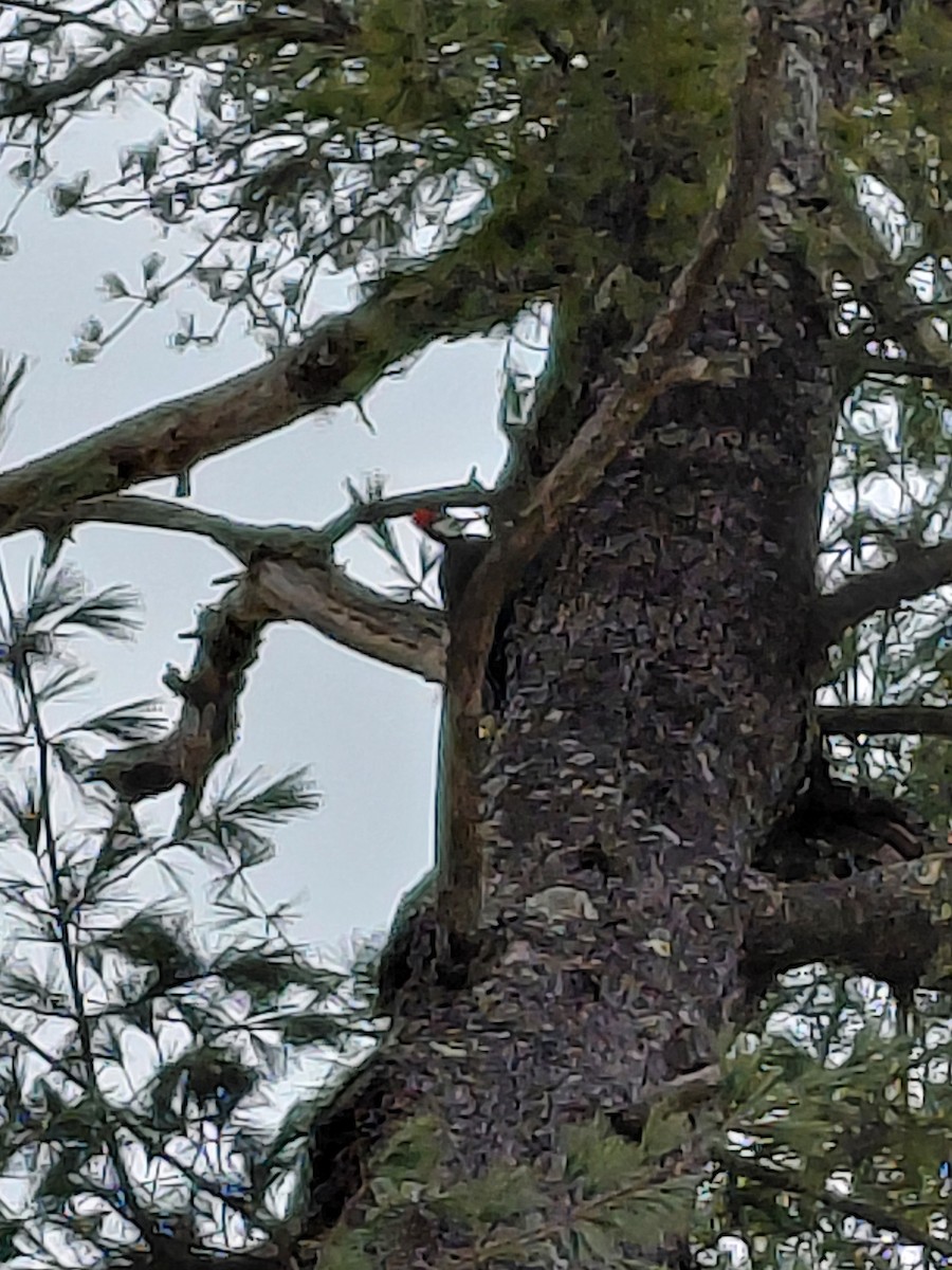 Picamaderos Norteamericano - ML646687499