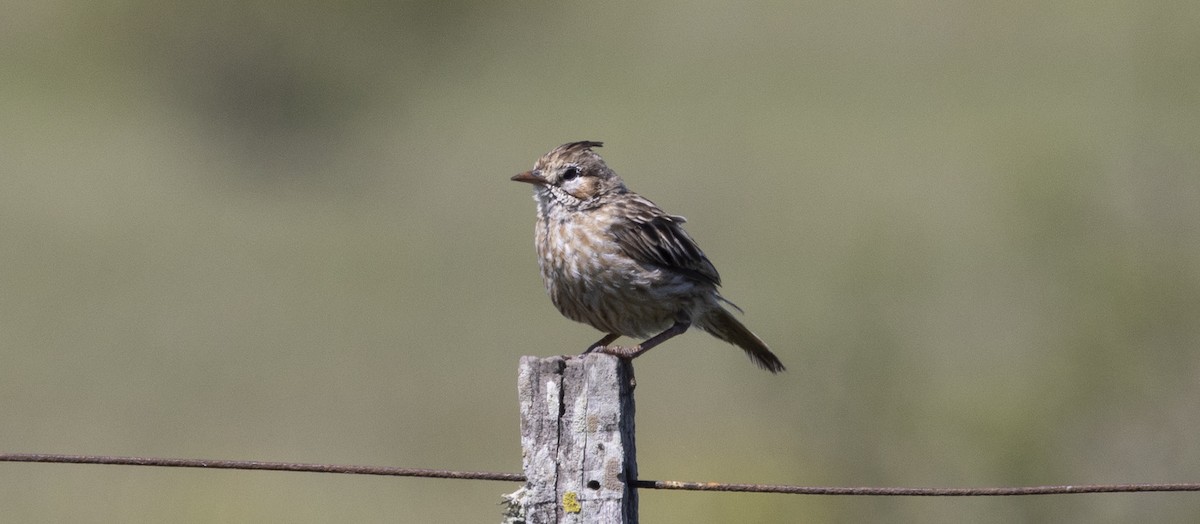 Жаворонковый анумби - ML646687500