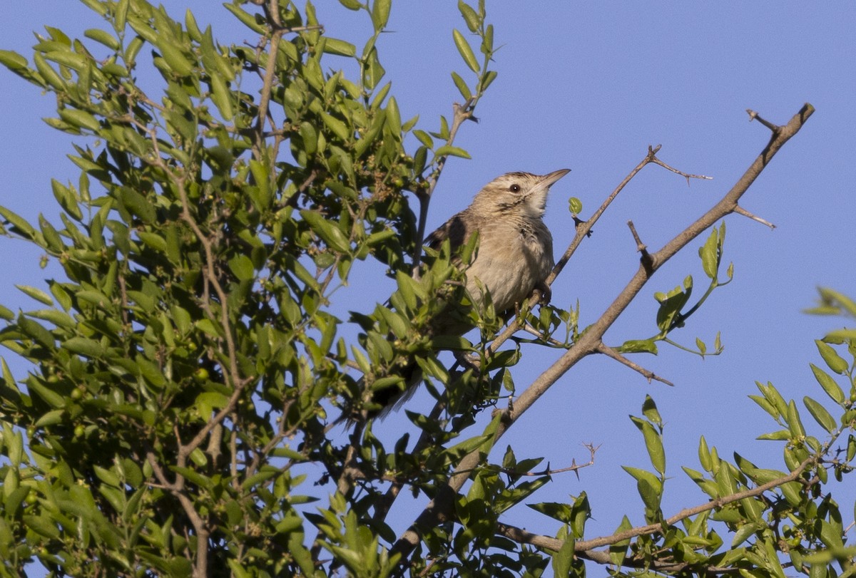 Анумби - ML646687501