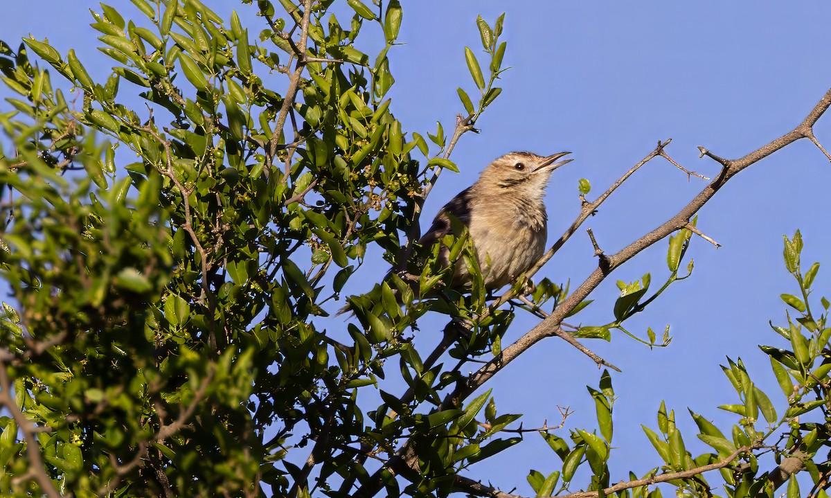 Анумби - ML646687502