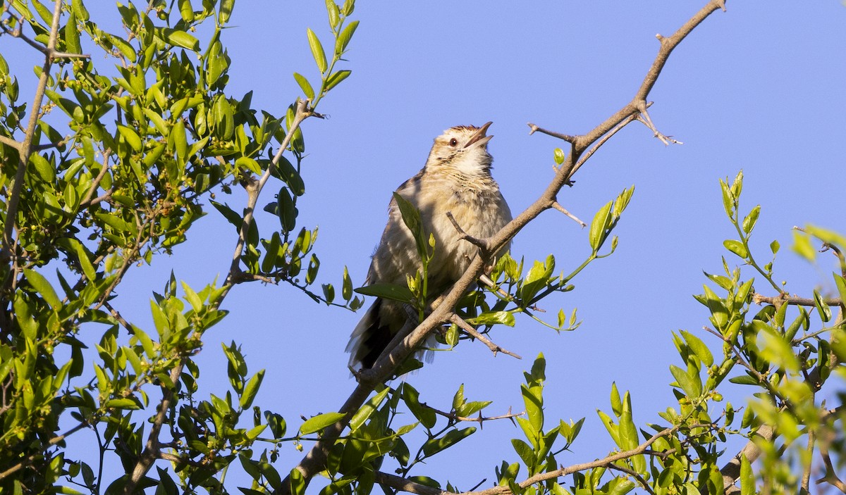 Анумби - ML646687503