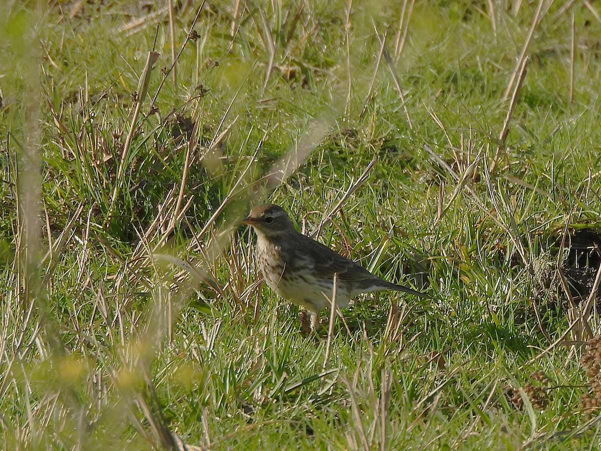 Water Pipit - ML646687505
