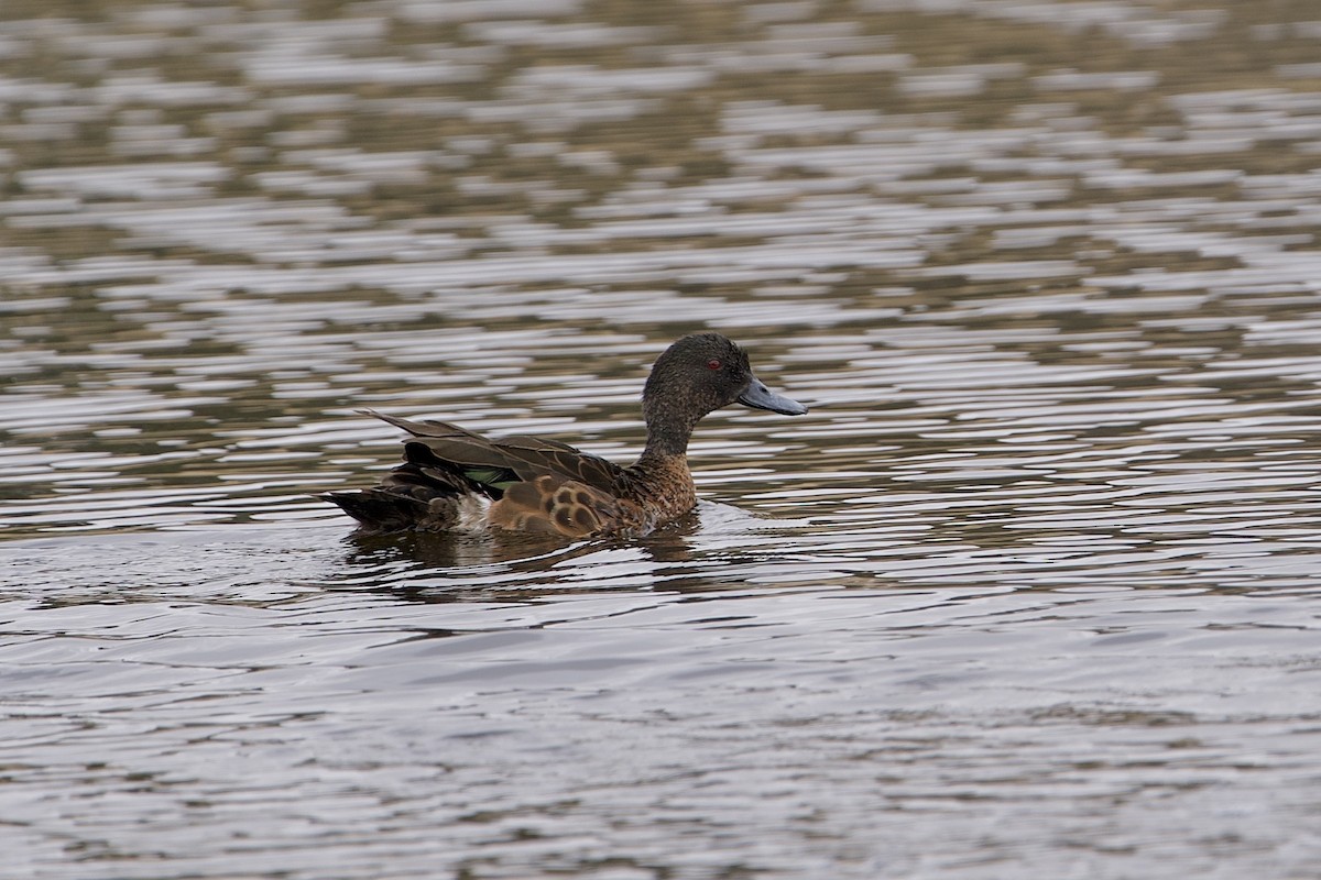 Chestnut Teal - ML646687506