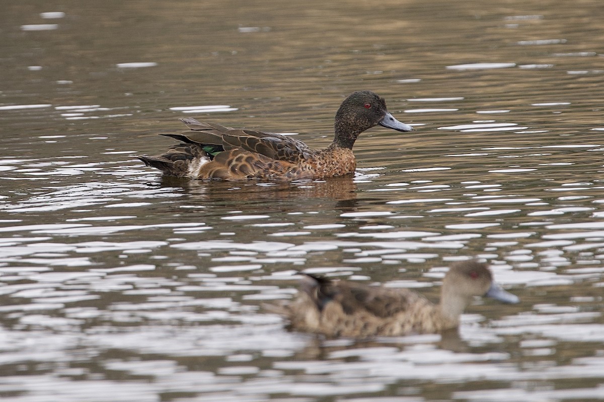 Chestnut Teal - ML646687507