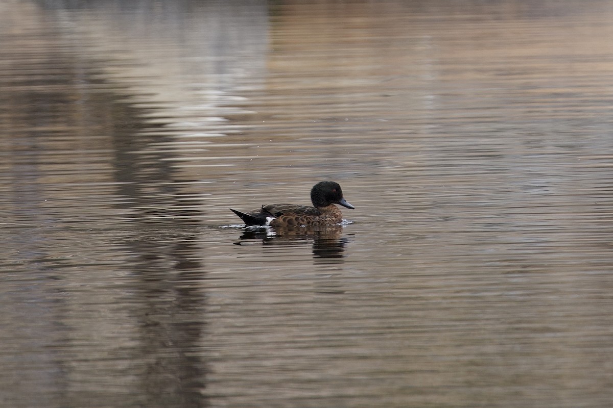 Chestnut Teal - ML646687509
