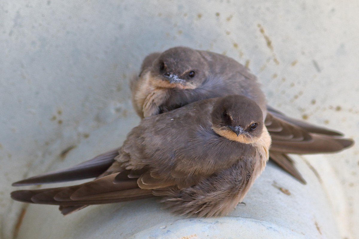 ミナミアフリカチャイロツバメ - ML646687510