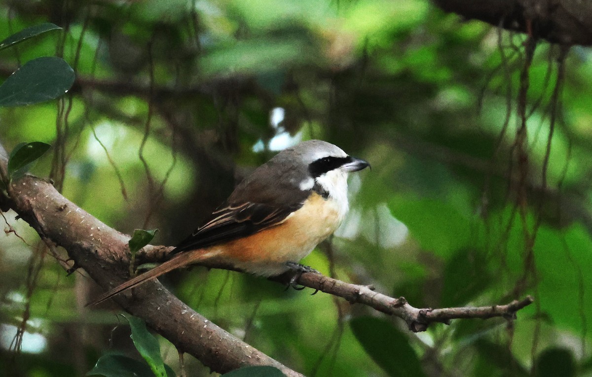 Kahverengi Örümcekkuşu - ML646687511