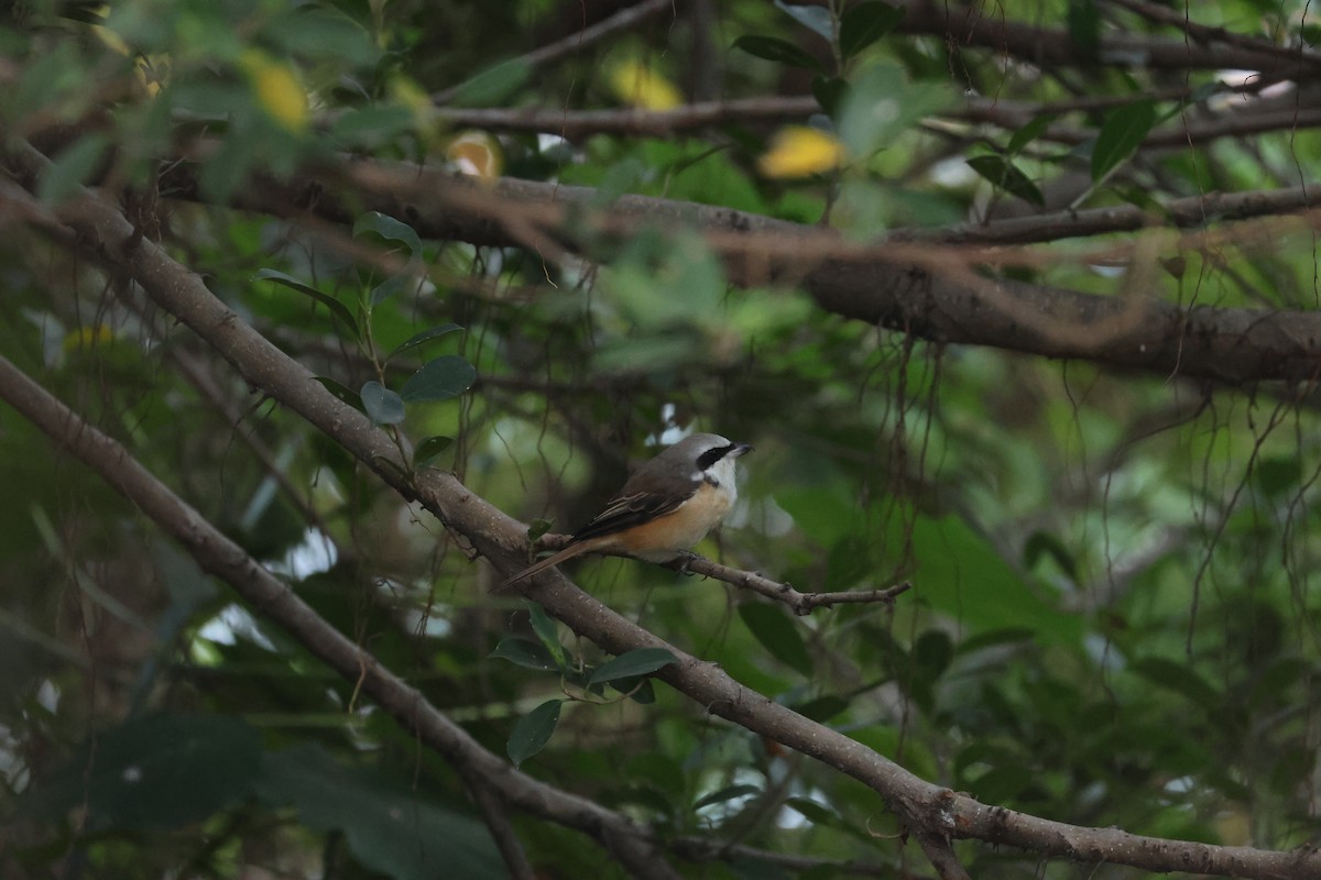 Kahverengi Örümcekkuşu - ML646687512