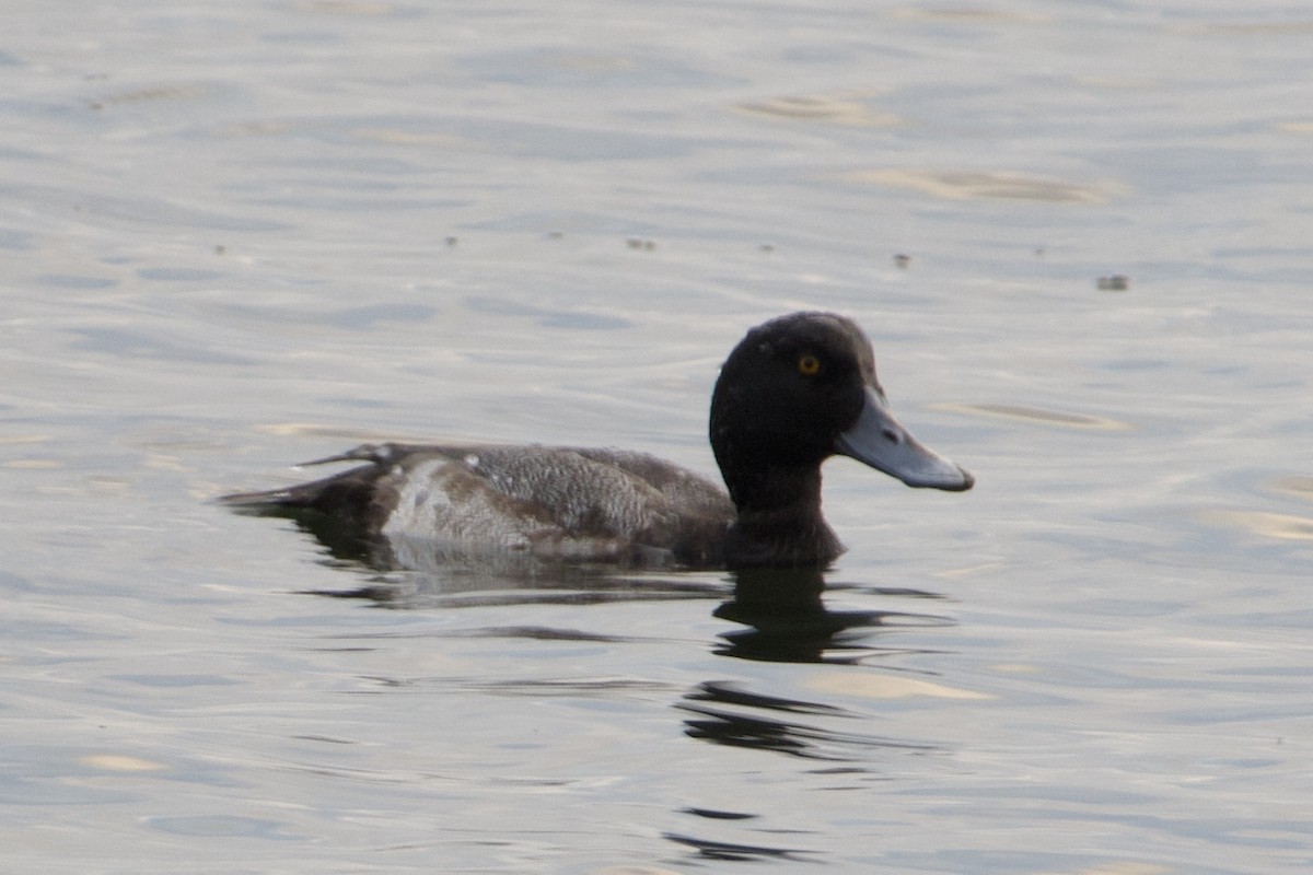 コスズガモ - ML646687513