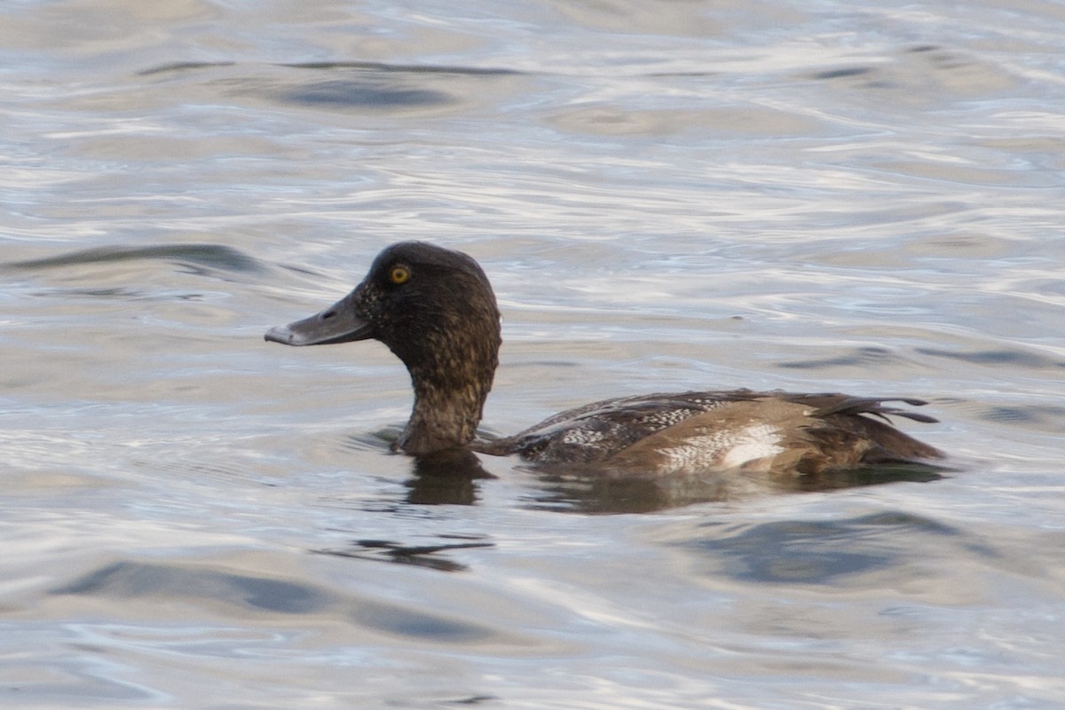 コスズガモ - ML646687514