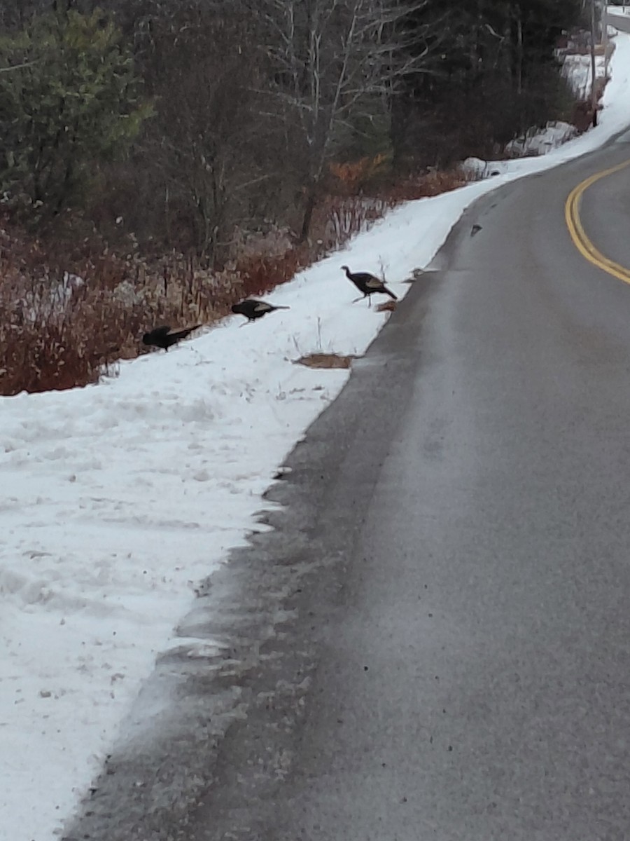 Guajolote Gallipavo - ML646687515